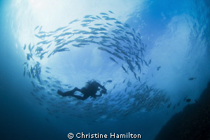 Surrounded by Fish by Christine Hamilton 